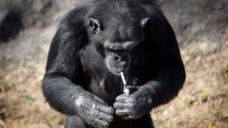 chimpance-fumador-marihuana.jpg