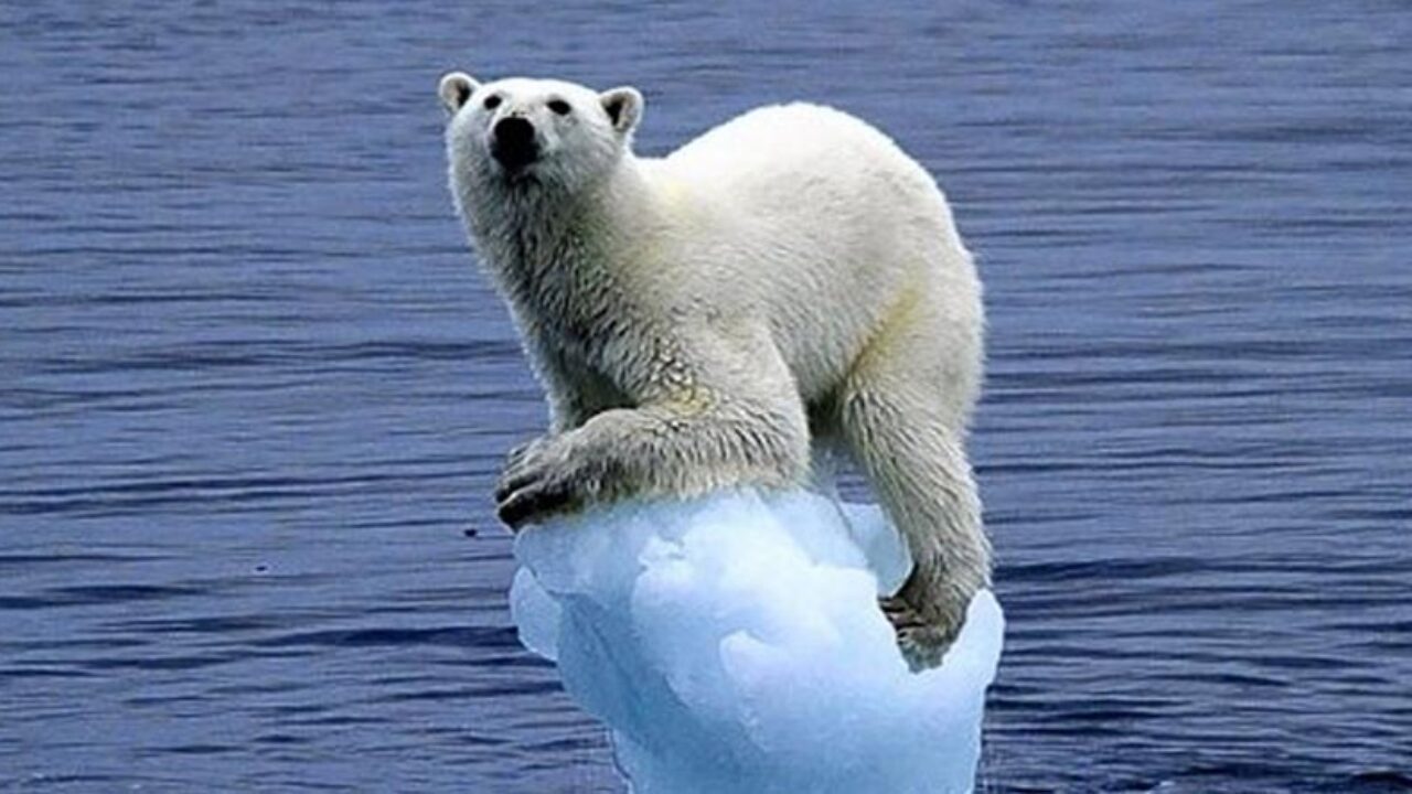 Oso polar sobre un trozo de hielo aparece en la costa cantábrica