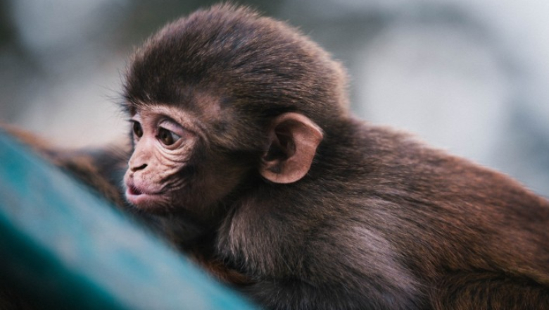 Se compra un chimpancé porque le dijeron en el trabajo que tenía que llevar un mono