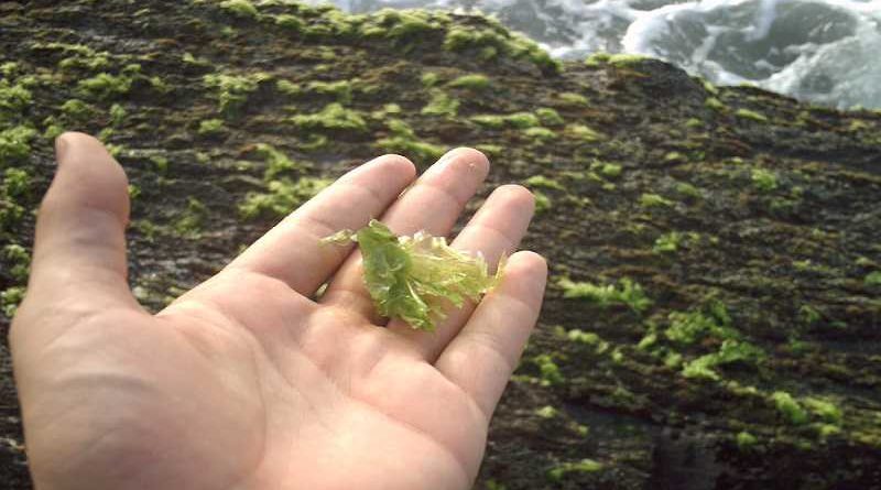 Descubren un alga con propiedades similares a la marihuana
