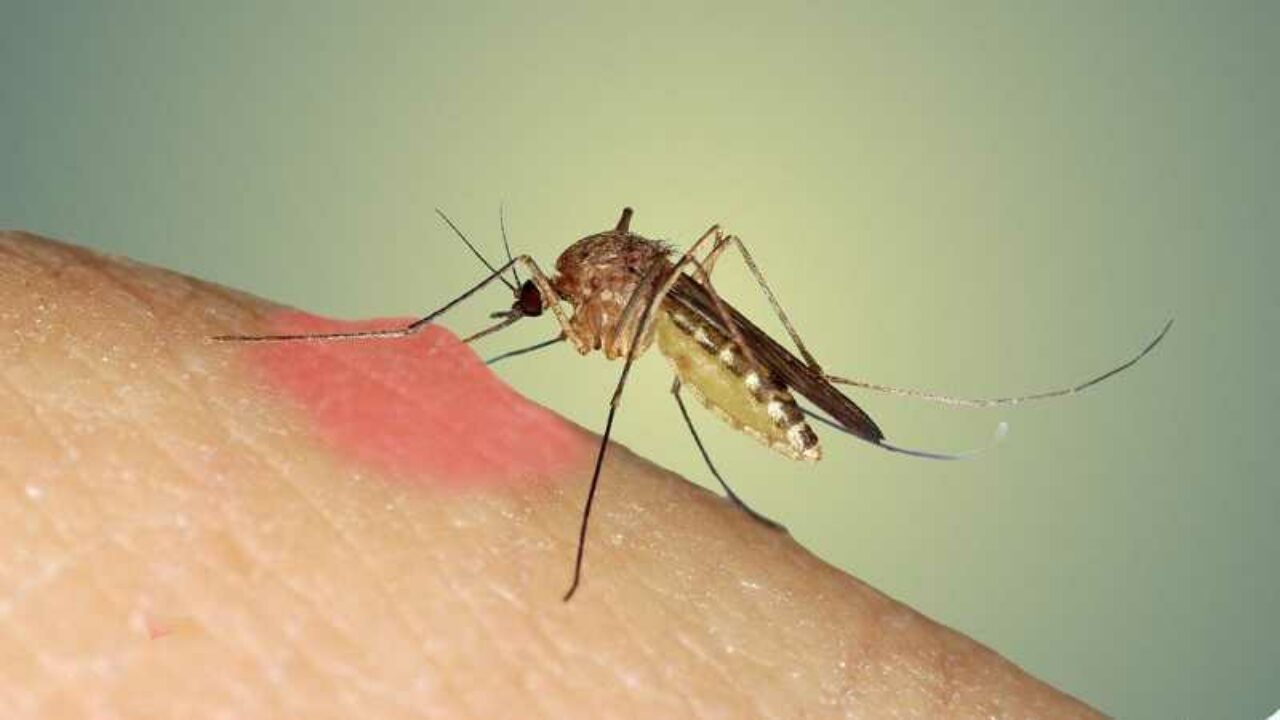 picadura de mosquito pito picadura de mosquito pito