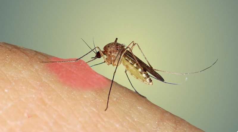 Descubren que el mosquito realmente pica con el pene
