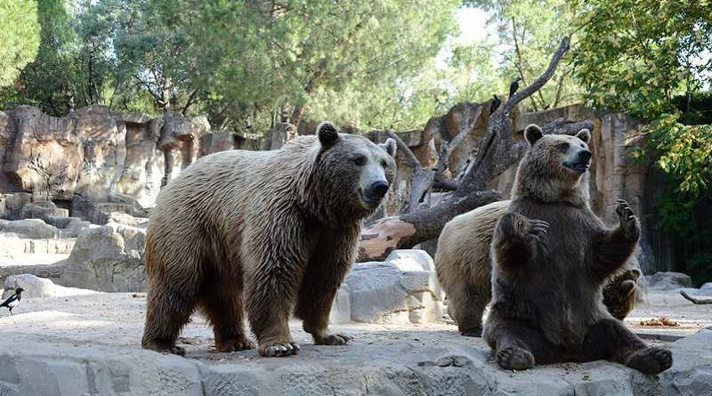 Atacado por osos en el zoo tras eructar ruidosamente