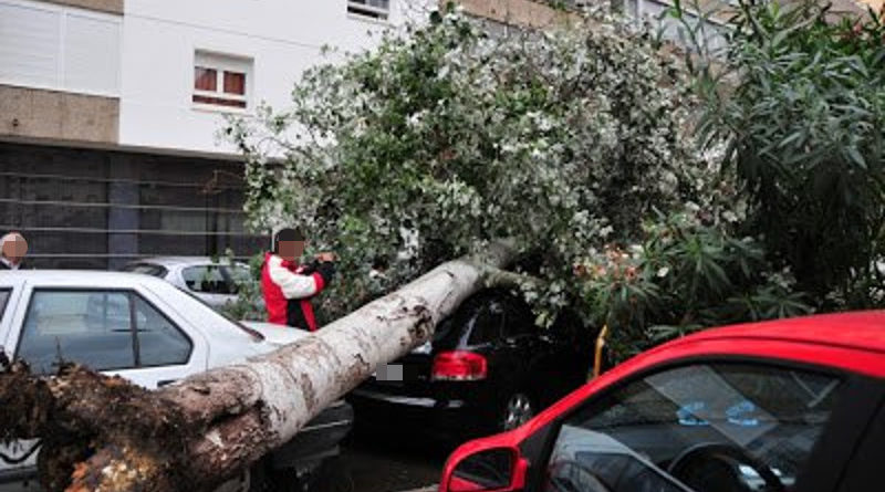 Le cae un árbol encima del coche y lo multan por destrozar un nido