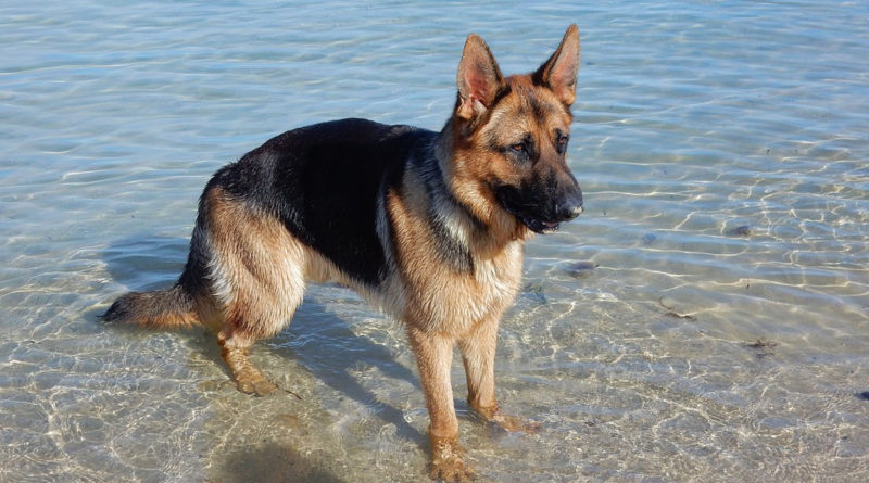 Las playas para perros de Mallorca tendrán como socorrista un pastor “alemán”