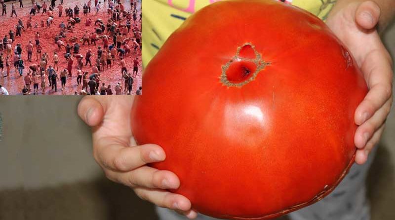Provoca 20 heridos en La Tomatina tirando tomates gigantes