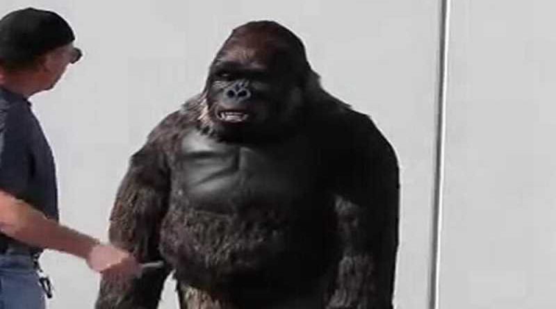 Se disfraza de gorila para su despedida de soltero y termina abatido por la policía