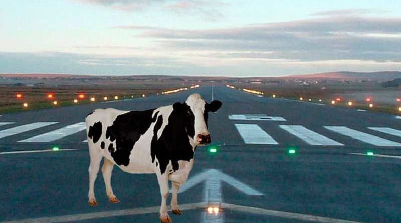 Una vaca en la pista provoca retrasos de 5 horas en el aeropuerto de Santander
