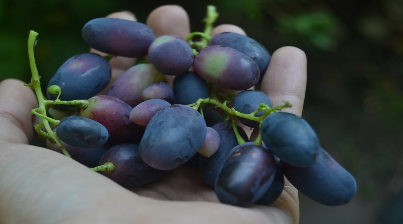 Asegura que se come siempre las uvas por el ano porque capta más vitaminas