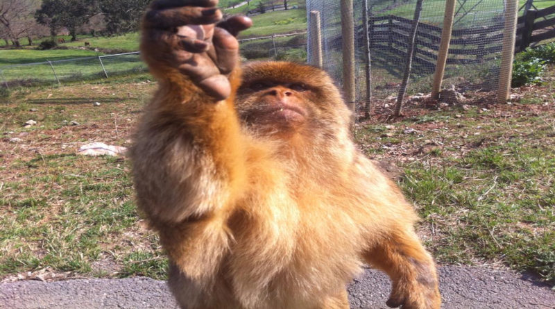 Un mono provoca 3 desmayos al meterse el dedo en el culo y dárselo a oler a una familia