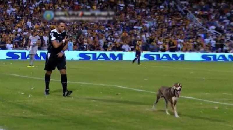 Un perro espontaneo marca el primer gol de un animal en la historia