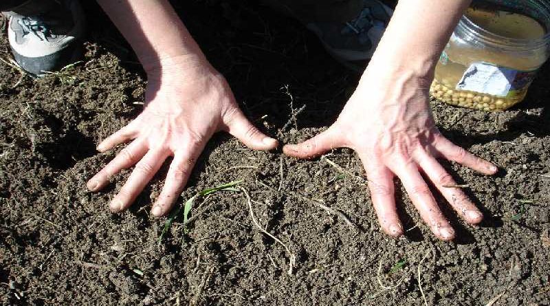 Un agricultor hace agujeros con el pene en la tierra porque asegura que así es más fértil la cosecha