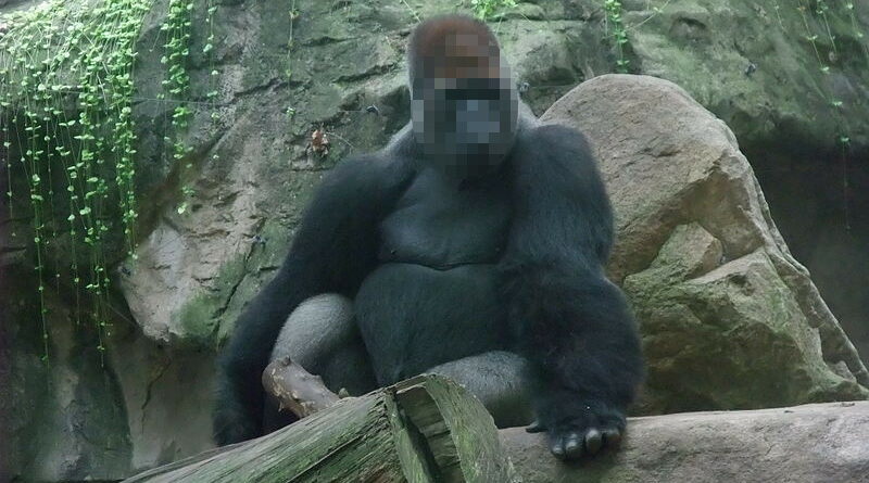 Se salta a la jaula de los gorilas porque no le gustaba cómo uno miraba a su novia