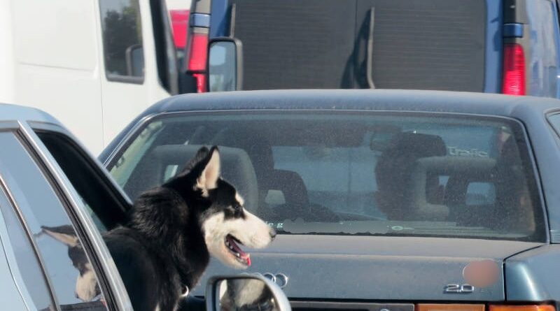Denunciado un conductor por llevar a su perro de copiloto y a la suegra atrás