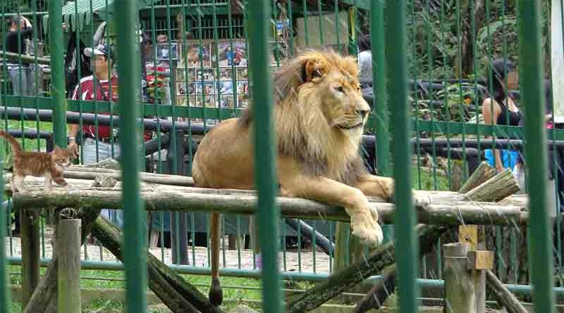 Denunciados por dar un cambiazo en el Zoo y llevarse un cachorro de león dejando un gato