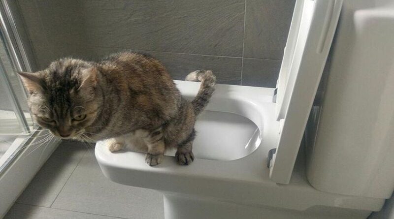 Enseña a su gato a ir al baño y no puede entrar nunca porque siempre está ocupado