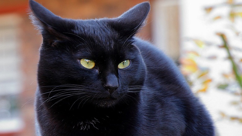 Adopta Un Gato Negro Porque Es Lo Más Parecido A Un Coño Que Acariciará