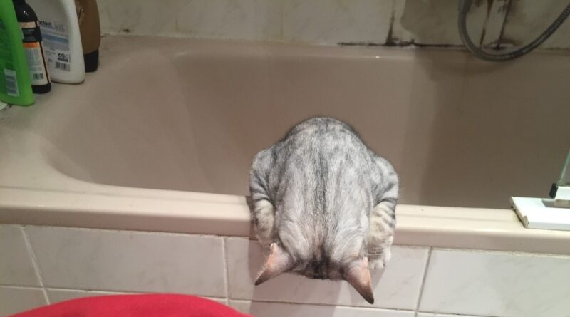 Un gato lleva 3 años sin salir del baño tras fallecer su dueño mientras cagaba