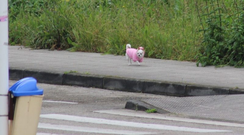 Los perros podrán salir a pasear solos si van vestidos de personas