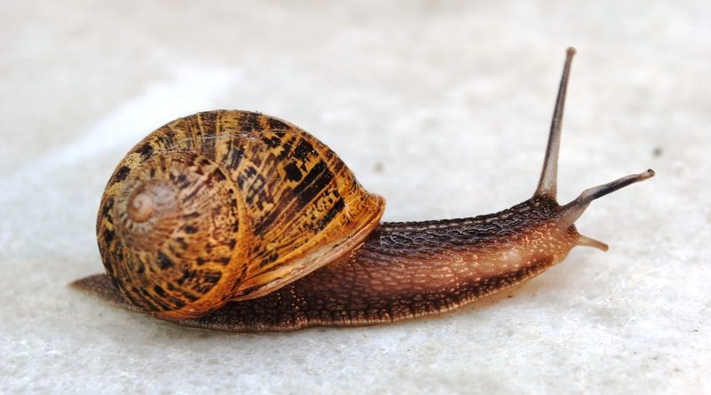 Un estudio revela que comer caracoles vivos ayuda a que los orgasmos sean más lentos