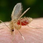 Descubren un mosquito que genera orgasmos