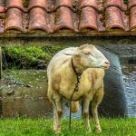 Primer caso en el mundo de oveja embarazada por un pastor